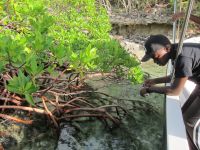 Dante looks at all the fish in the mangrove nursery by Crab Cay.