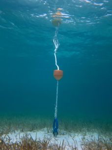 The new dinghy mooring system underwater.