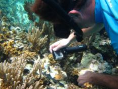 Dr. Craig Dahlgren photographs a newly placed coral.